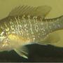 freshwater fish - lepomis gulosus - warmouth sunfish stocking in 20 gallons tank - sunfish side view.