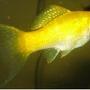 freshwater fish - poecilia velifera - platinum lyretail molly stocking in 20 gallons tank - cremecicle molly