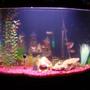 36 gallons freshwater fish tank (mostly fish and non-living decorations) - 36 gallon community tank, I know the fish look wierd in this photo.