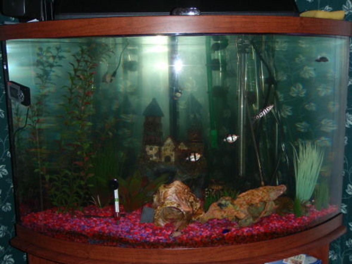 36 gallons freshwater fish tank (mostly fish and non-living decorations) - Fish aren't as blurry in this photo but tank looks darker.