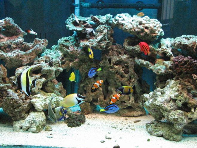 saltwater fish - paracanthurus hepatus - blue tang stocking in 125 gallons tank - 125G all-glass reef ready tank, with about 95 pounds live-rocks, 30G sump. ASM G 2 skimmer. Fishes: Morrish idol,2 blue tangs, blueface, flame angel, royal gamma,foxface, queen, few nemos...etc.....