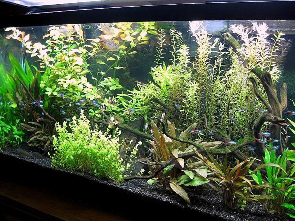10 gallons planted tank (mostly live plants and fish) - This is my 55 gallon tank with live plants. It has been up since March with plants being added slowly since then. For decor I used driftwood and large black rocks. Filtration is an Aqueon 55 HOB and an extra Penguin 150 HOB. I keep the temp at 78 degrees. The lighting is Coralife CF at 5wpg on 6 hours per day. I use pressurized CO2. For livestock I have 1 angelfish, 3 pearl gourami, 7 tiger barbs (no, they don't bother anyone), a large school of neon tetras, 4 emerald green corycats, 2 yo-yo loaches, 7 amano shrimp, 7 otocinclus. Be gentle, I'm new at this!