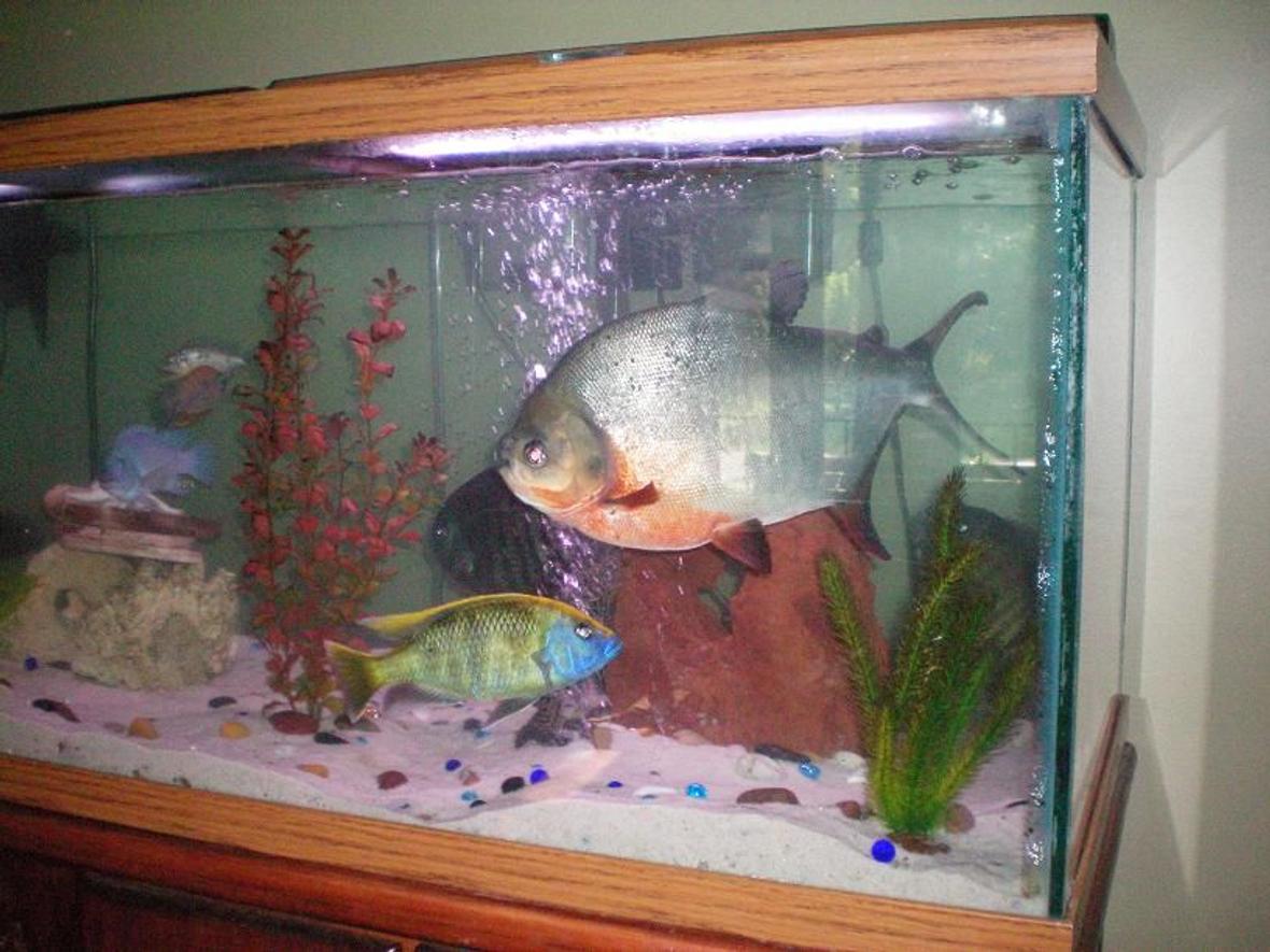 fish tank picture - Our 13" Pacu up right, and our Peacock Cichlid lower left.