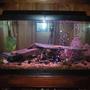 100 gallons freshwater fish tank (mostly fish and non-living decorations) - Our 40 Gallon breeder. This pic doesn't do it justice, it's really pretty.