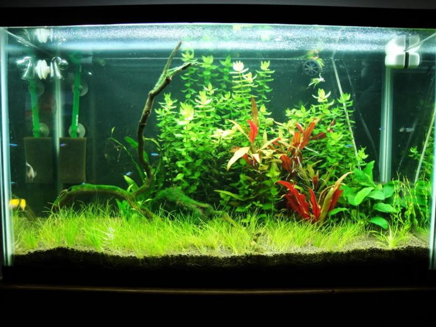 Rated #70: 29 Gallons Planted Tank - FTS 7-29-09