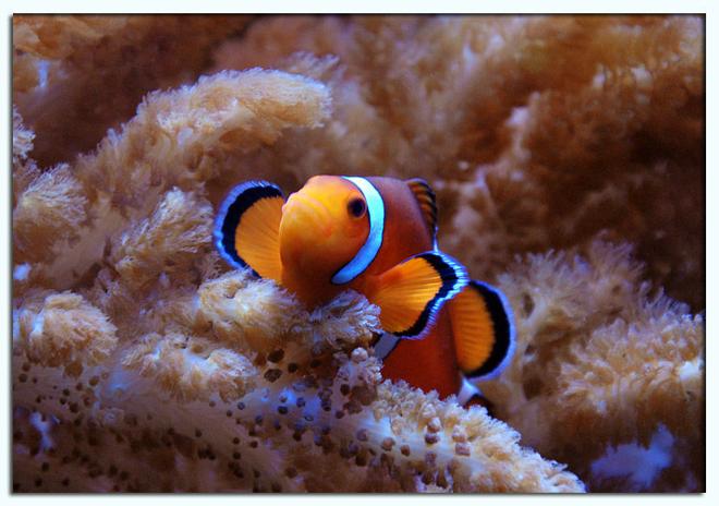 saltwater fish - amphiprion percula - true percula clownfish stocking in 125 gallons tank - Percula clown on Colt Coral