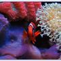 saltwater fish - amphiprion frenatus - tomato clownfish stocking in 125 gallons tank - Tomato Clown