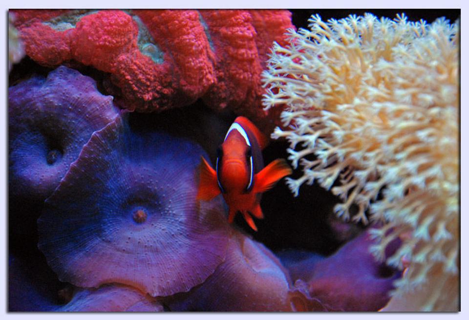 saltwater fish - amphiprion frenatus - tomato clownfish stocking in 125 gallons tank - Tomato Clown