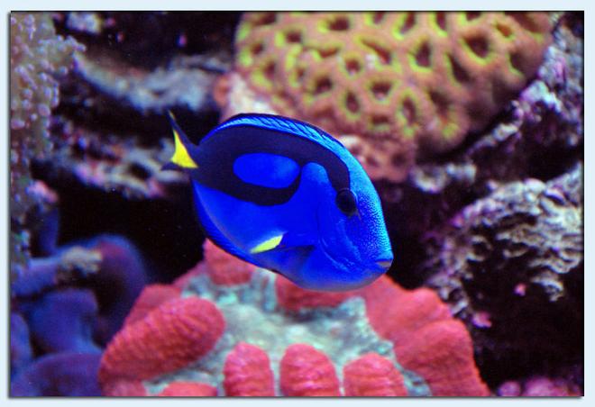 saltwater fish - paracanthurus hepatus - blue tang stocking in 125 gallons tank - Blue Tang