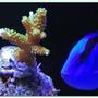 saltwater fish - paracanthurus hepatus - blue tang stocking in 125 gallons tank - Acropora frag with Blue Tang