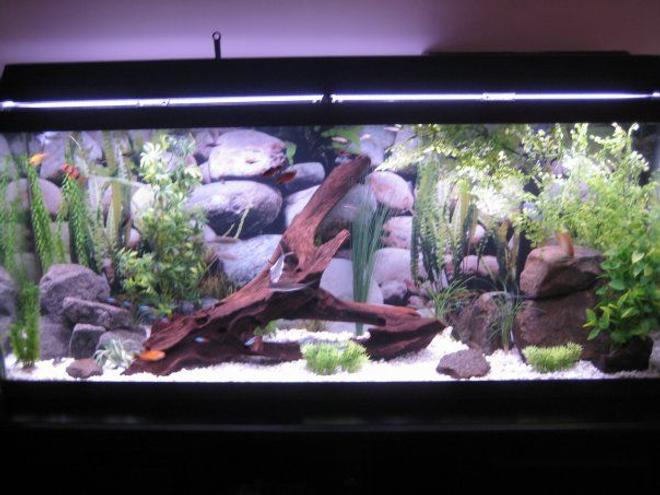 55 gallons freshwater fish tank (mostly fish and non-living decorations) - my 55 gallon tank
