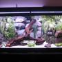 55 gallons freshwater fish tank (mostly fish and non-living decorations) - my 55 gallon tank