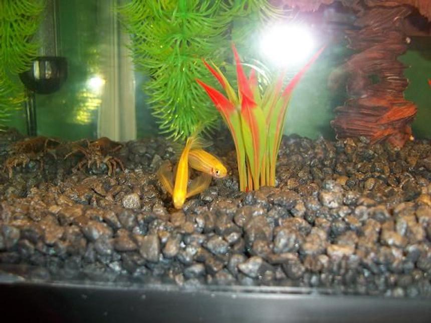 Rated #215: Freshwater Fish - Danio Rerio - Gold Longfin Danio Stocking In 10 Gallons Tank - My two yellow Long-Finned Danios and Oscar, my native freshwater crayfish