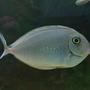 saltwater fish - naso brevirostris - blue unicorn tang stocking in 220 gallons tank - Lopez Tang / Blue spot tang / unicorn tang....so many names. I suspect she is not a unicorn tang, but I have had mixed suggestions
