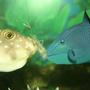 saltwater fish - odonus niger - niger triggerfish stocking in 220 gallons tank - Sharing a meal of live shrimp