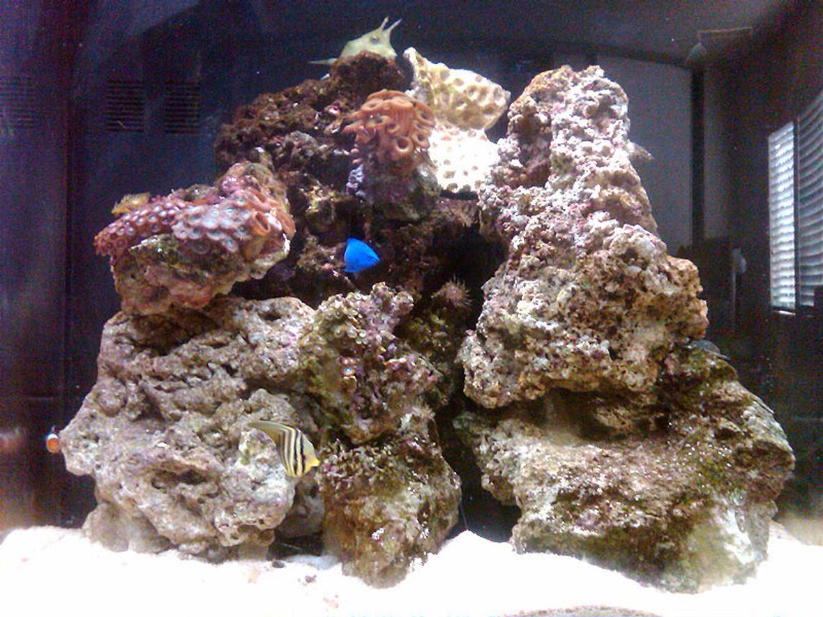 28 gallons reef tank (mostly live coral and fish) - This is my first attempt at salt water. The tank has been setup for only 2 months now and I love it!