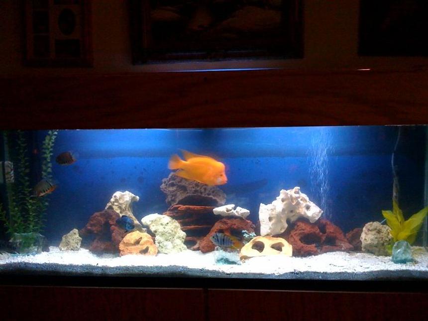 Rated #1630: 150 Gallons Freshwater Fish Tank - 150 gal cichlid tank