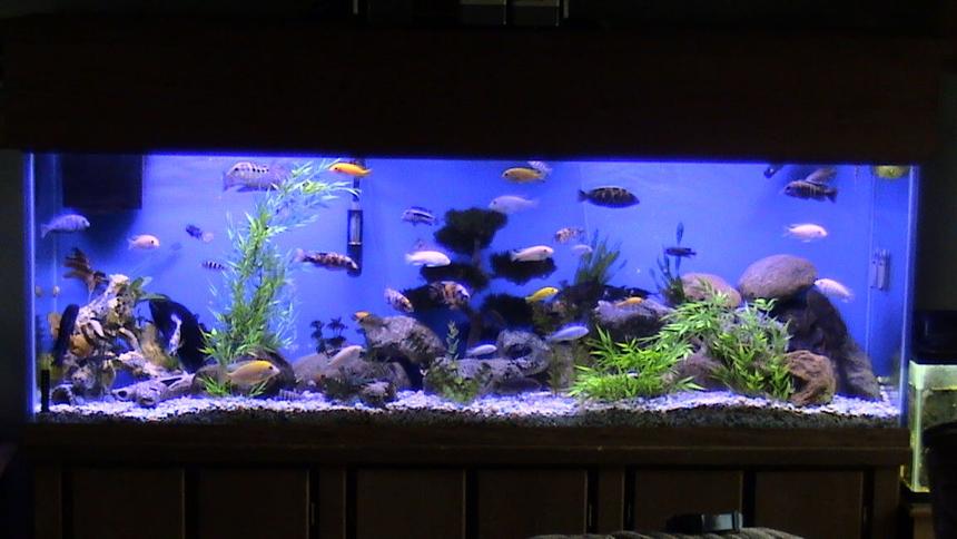 Rated #6: 135 Gallons Freshwater Fish Tank - My 135gal baby