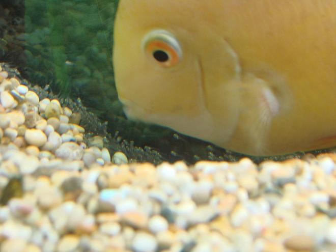 freshwater fish stocking in 200 gallons tank - Mother fish tucks up her babies for the night