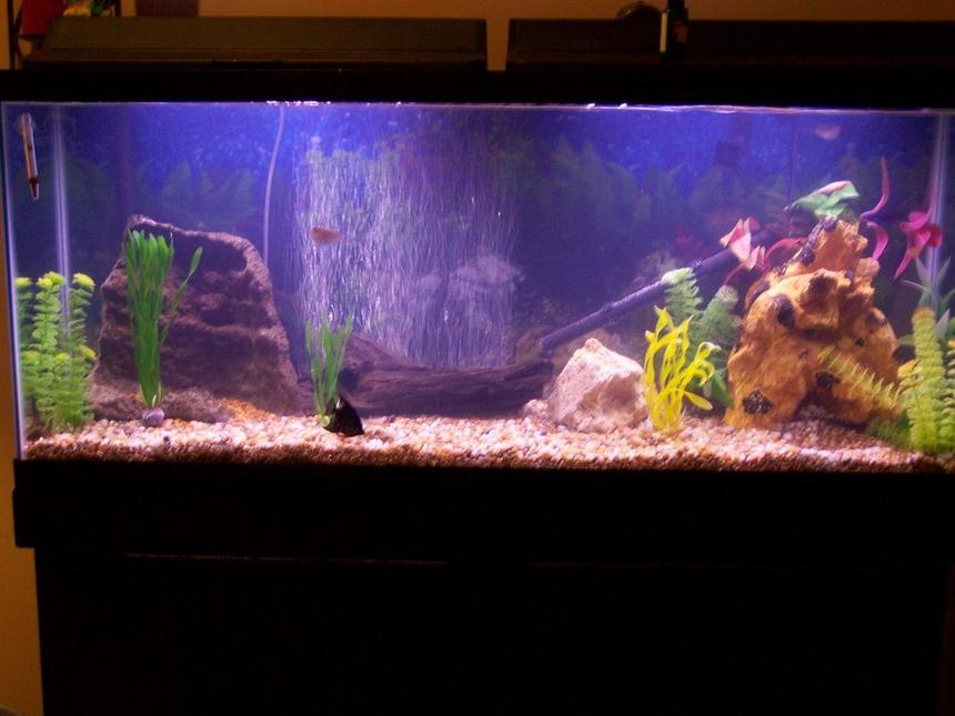 Rated #2704: 55 Gallons Freshwater Fish Tank - 55 gal new set up
