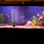 55 gallons freshwater fish tank (mostly fish and non-living decorations) - 55 gal new set up