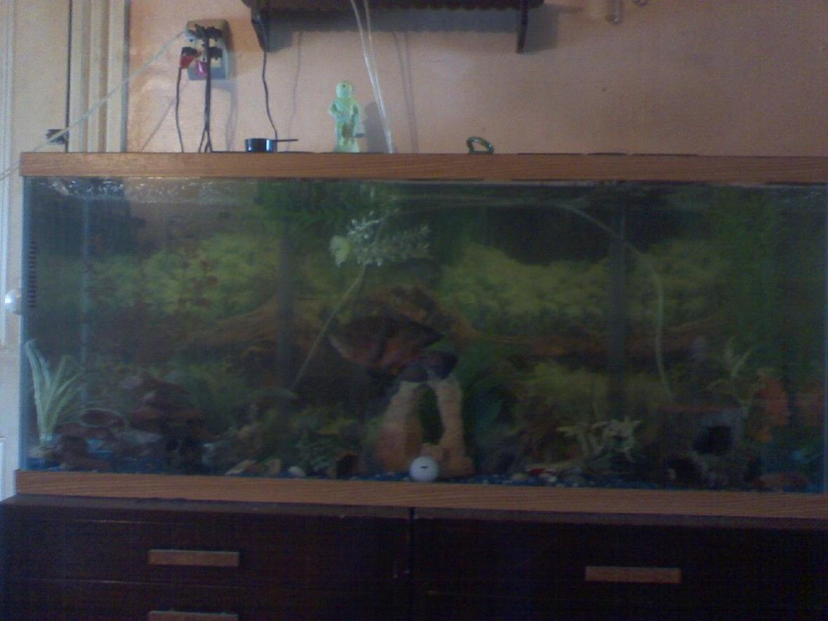 55 gallons freshwater fish tank (mostly fish and non-living decorations) - a lil merky from changeing the tank around cus the jack dempsy keeps beating up the green terror..an theres the king of the tank..leonidas the oscar