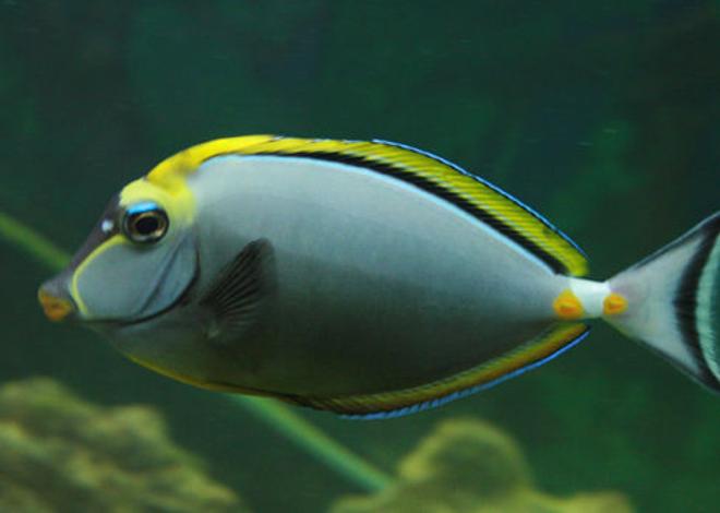 saltwater fish - naso lituratus - naso tang stocking in 220 gallons tank - Lipstick Tang