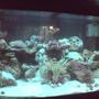30 gallons saltwater fish tank (mostly fish, little/no live coral) - after 3months