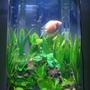 30 gallons planted tank (mostly live plants and fish) - 20gl hexagon