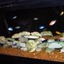 55 gallons freshwater fish tank (mostly fish and non-living decorations) - This is my 55g African Mbuna tank.