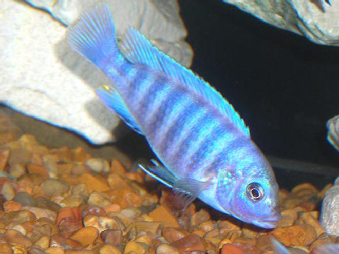 freshwater fish - aulonocara nyassae - blue peacock cichlid stocking in 55 gallons tank - African Mbuna Cichlid.