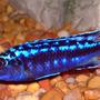freshwater fish - melanochromis johannii - johanni cichlid stocking in 55 gallons tank - African Mbuna Cichlid.