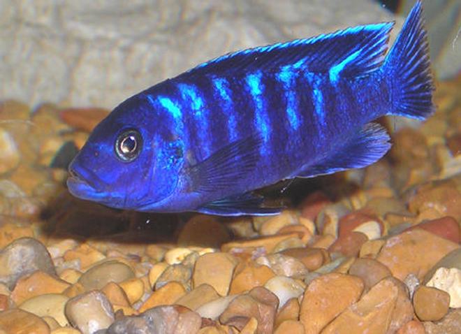 freshwater fish - metriaclima sp. - chilumba zebra stocking in 55 gallons tank - African Mbuna Cichlid.