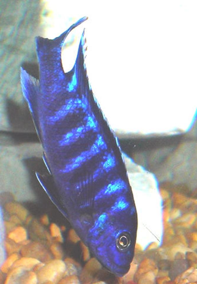 freshwater fish - pseudotropheus demasoni - demasoni cichlid stocking in 55 gallons tank - African Mbuna Cichlid.
