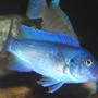 freshwater fish - maylandia callainos - blue cobalt cichlid stocking in 55 gallons tank - Blue Cobalt Mbuna Cichlid eating!