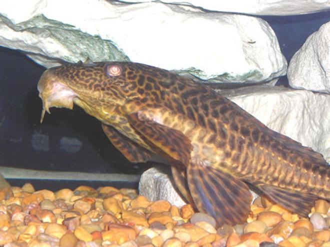 freshwater fish - glyptoperichthys gibbiceps - sailfin pleco (l-83) stocking in 55 gallons tank - Pelco standing up while he eats! LOL