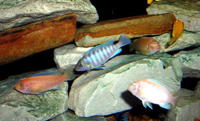 freshwater fish - aulonocara nyassae - blue peacock cichlid stocking in 55 gallons tank - African Mbuna Group Shot.