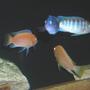 freshwater fish - aulonocara nyassae - blue peacock cichlid stocking in 55 gallons tank - African Mbuna Group Shot.