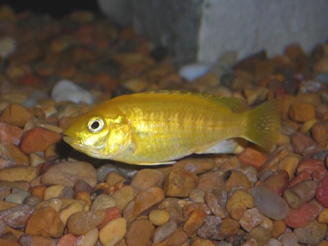 freshwater fish - labidochromis caeruleus - electric yellow cichlid stocking in 55 gallons tank - Yellow Lab Mbuna Cichlid.