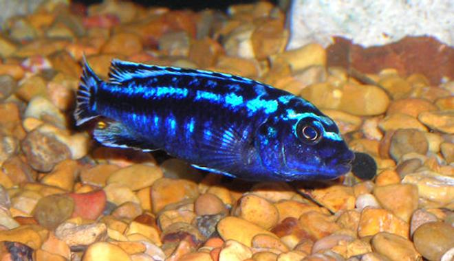 freshwater fish - melanochromis johannii - johanni cichlid stocking in 55 gallons tank - African Mbuna Cichlid.