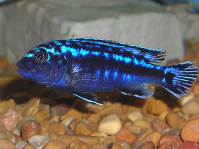 freshwater fish - melanochromis johannii - johanni cichlid stocking in 55 gallons tank - African Mbuna Cichlid.
