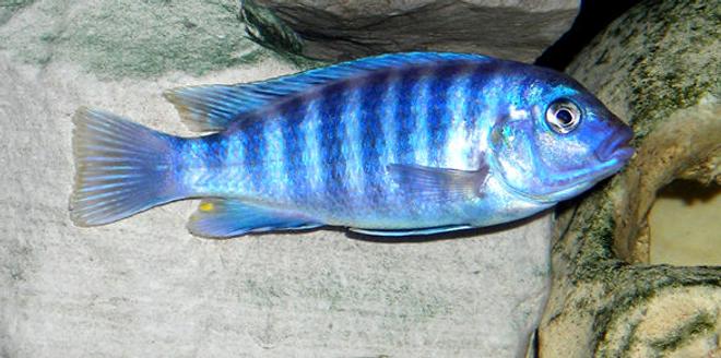 freshwater fish - metriaclima estherae - blue zebra stocking in 55 gallons tank - Blue Zebra Mbuna Cichlid.
