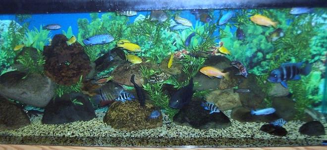 150 gallons freshwater fish tank (mostly fish and non-living decorations) - Daddys pride and joy