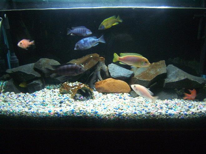 39 gallons freshwater fish tank (mostly fish and non-living decorations) - African Malawi Cichlid Tank

1x Bumble Bee
1x Firebird Peacock
1x Sunshine Peacock
1x Greshakei
1x Tangerine Peacock
1x Electric Yellow
1x Albino Peacock (Female)
1!x Hongi (Female) 
1x Blue Dolphin (Female)
1x Bristlenose Catfish