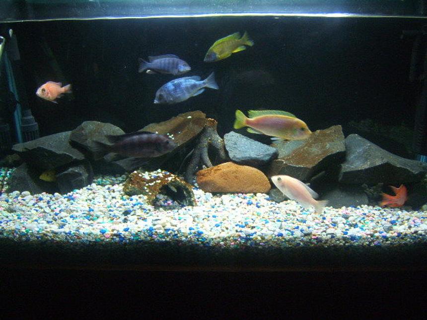 Rated #1644: 39 Gallons Freshwater Fish Tank - African Malawi Cichlid Tank

1x Bumble Bee
1x Firebird Peacock
1x Sunshine Peacock
1x Greshakei
1x Tangerine Peacock
1x Electric Yellow
1x Albino Peacock (Female)
1!x Hongi (Female) 
1x Blue Dolphin (Female)
1x Bristlenose Catfish