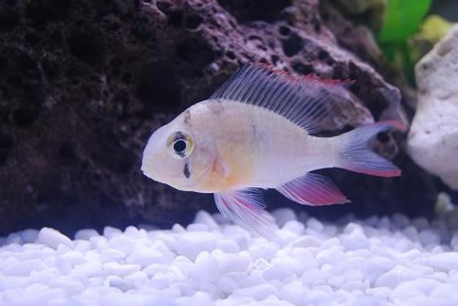 freshwater fish - microgeophagus altispinosa - bolivian ram stocking in 50 gallons tank - Bolivian Ram