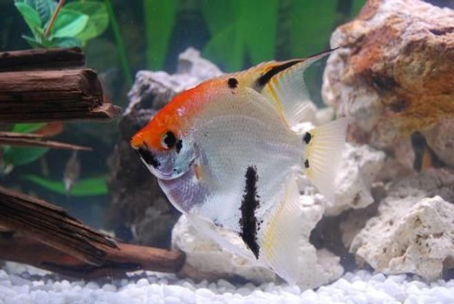 freshwater fish - pterophyllum sp. - white blushing angel stocking in 50 gallons tank - Marble Angel