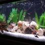 50 gallons freshwater fish tank (mostly fish and non-living decorations) - My 50 gallon