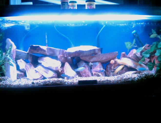 60 gallons freshwater fish tank (mostly fish and non-living decorations) - Africans Cichlids with dragon goby and lobster(crayfish)