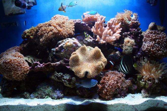 corals inverts - sarcophyton sp. - toadstool mushroom leather coral stocking in 75 gallons tank - Full tank shot